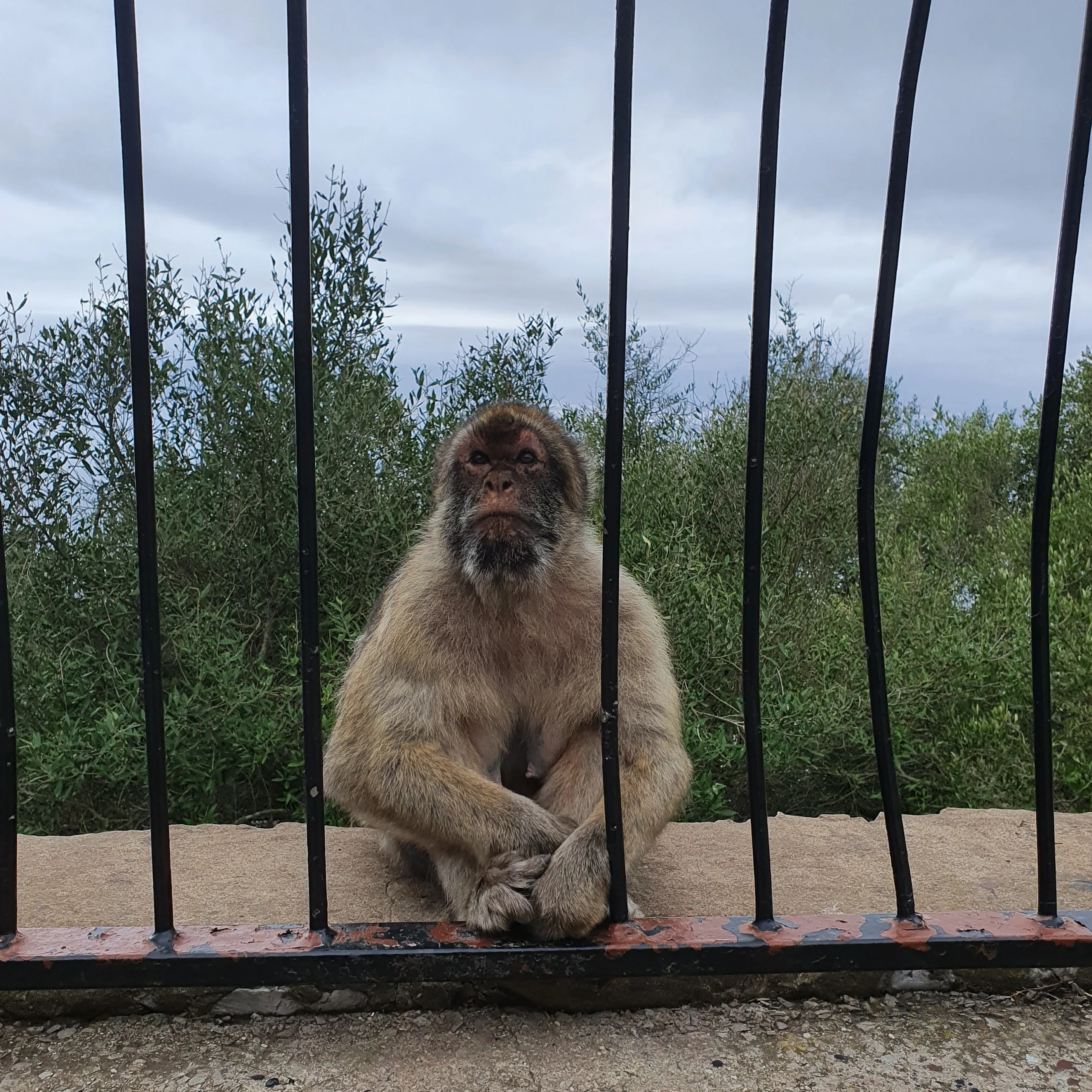 A Monkey in Gibraltar